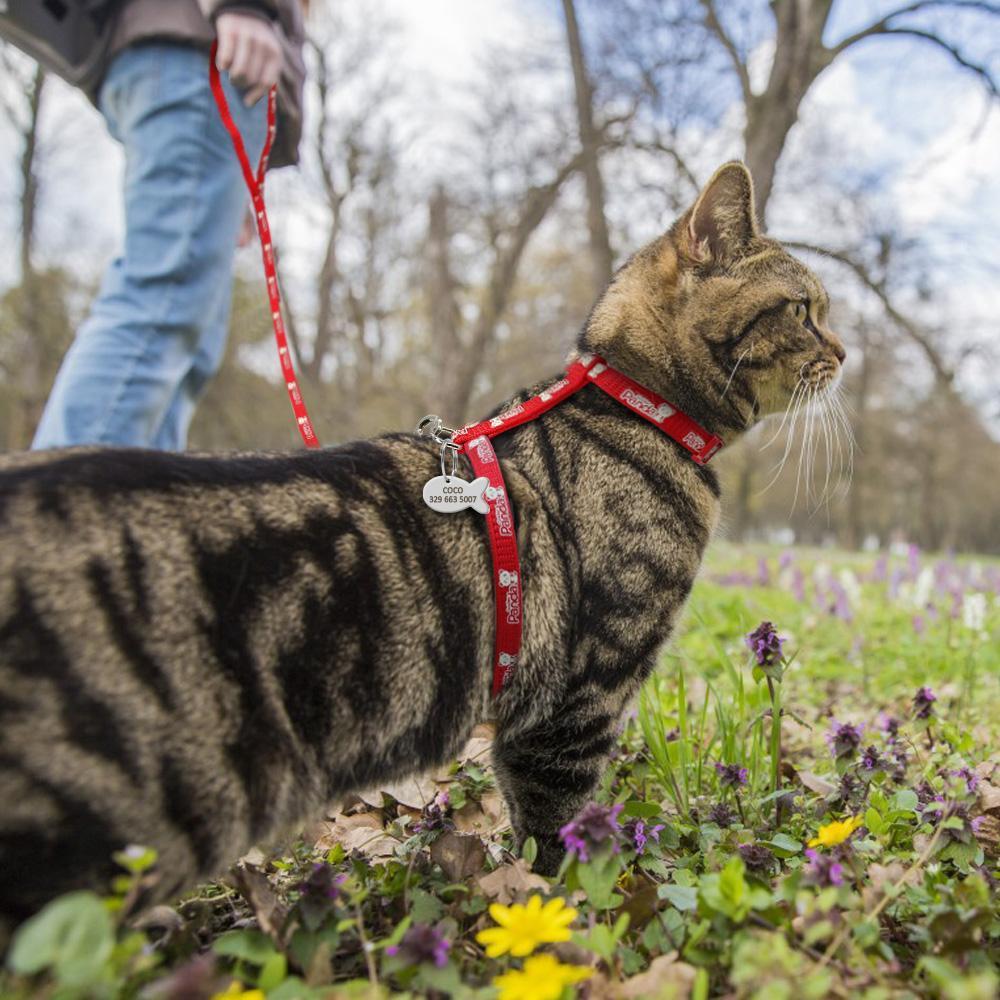 Harnais en nylon - Produit 3 en 1 : Harnais, laisse et médaillon personnalisé Bonheur de Chat Harnais en nylon - Produit 3 en 1 : Harnais, laisse et médaillon personnalisé
